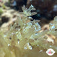 Gelatinous Bush Macroalgae | Unknown sp.