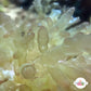 Gelatinous Bush Macroalgae | Unknown sp.