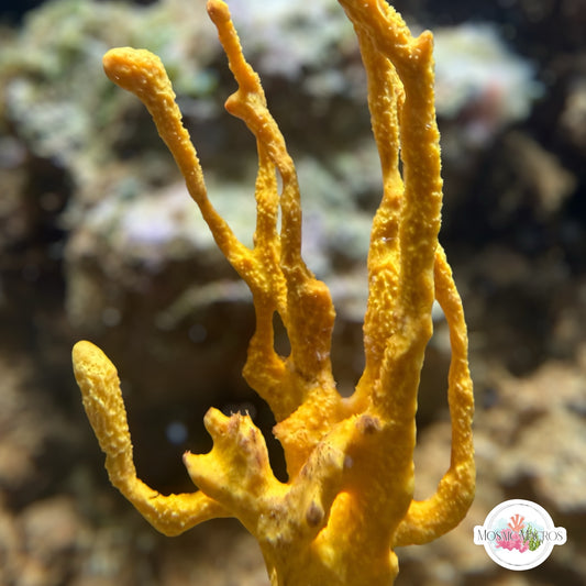 Orange Antler Sponge | Unknown sp.