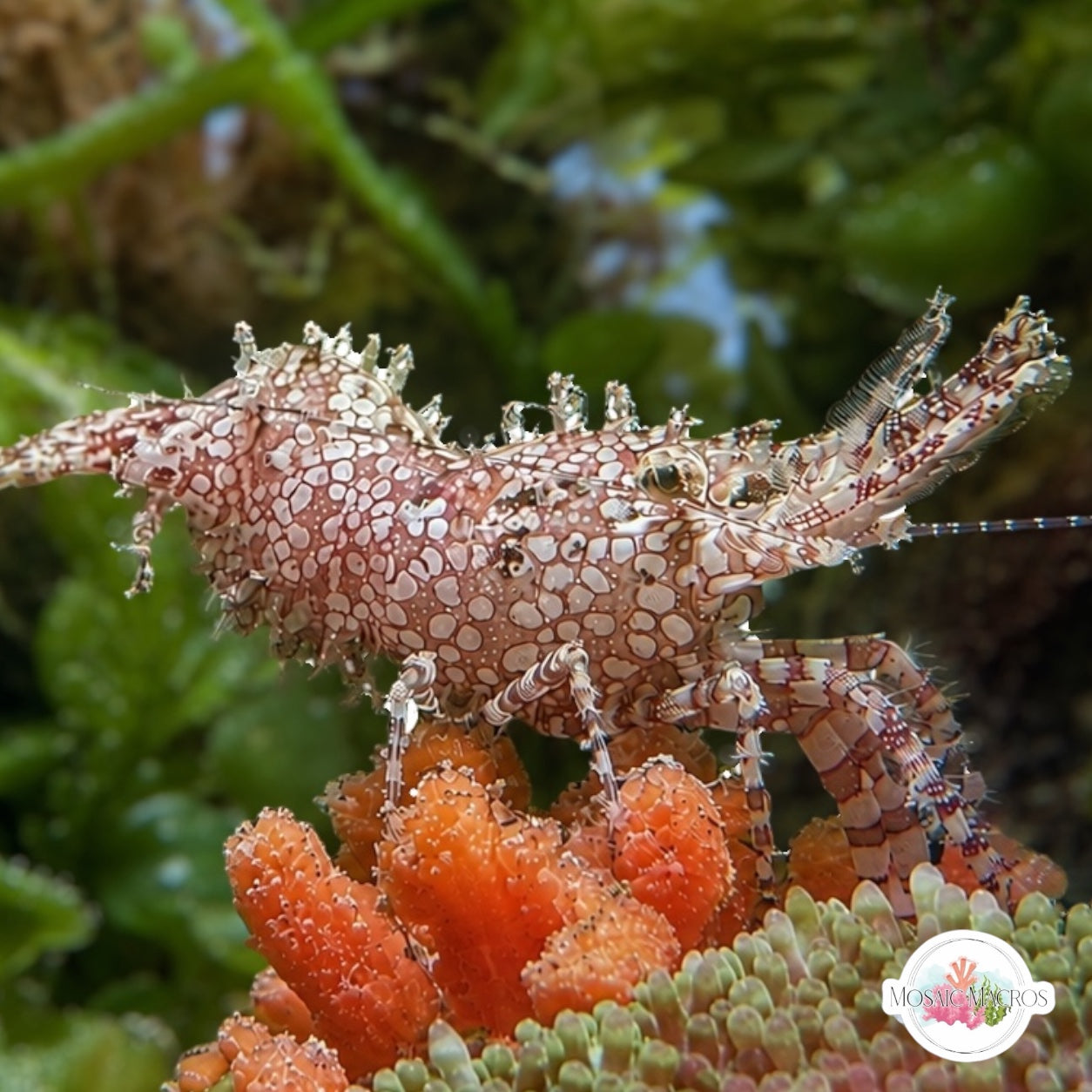 Marbled Saron Shrimp | Saron marmoratus