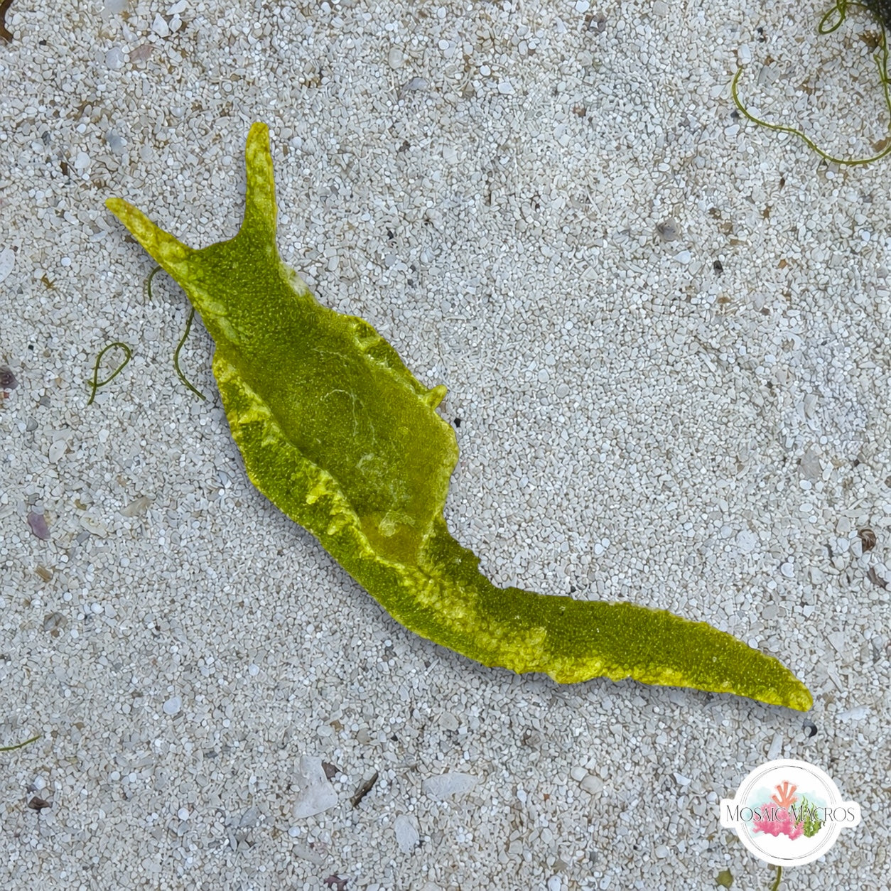 Caulerpa-Eating Sea Slug | Oxynoe antillarum