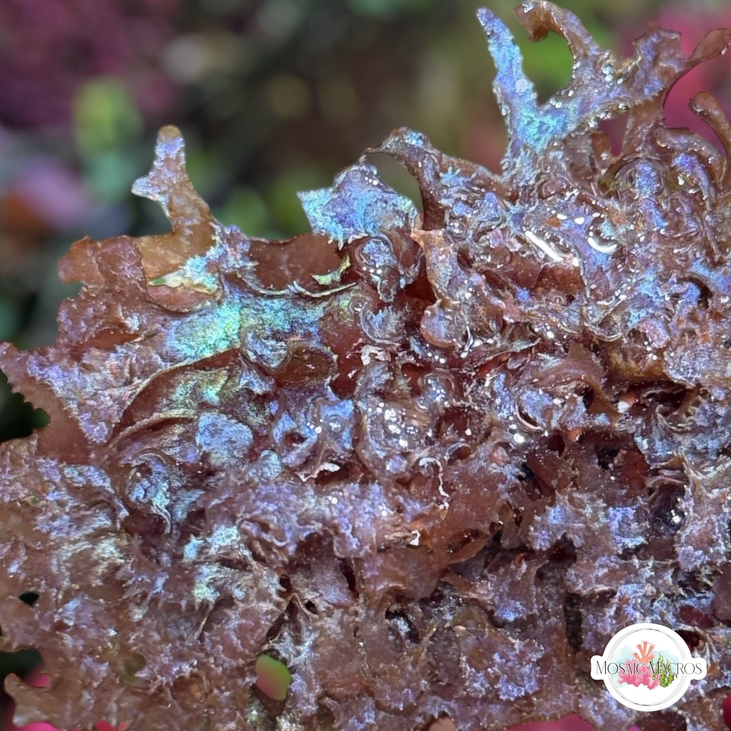 Iridescent Corkscrew Macroalgae | Unknown sp.