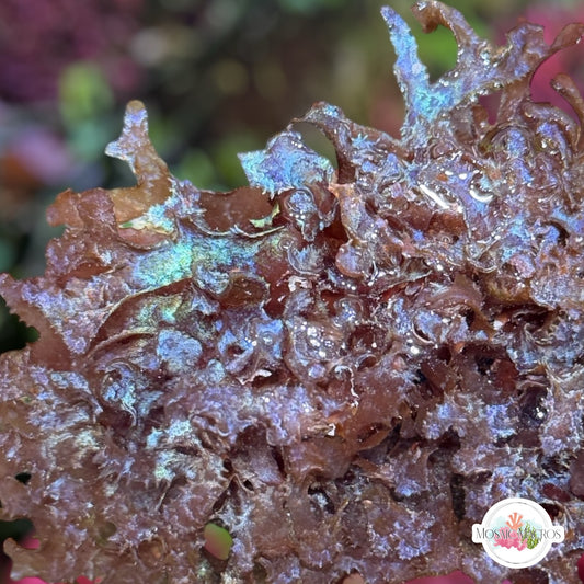 Iridescent Corkscrew Macroalgae | Unknown sp.