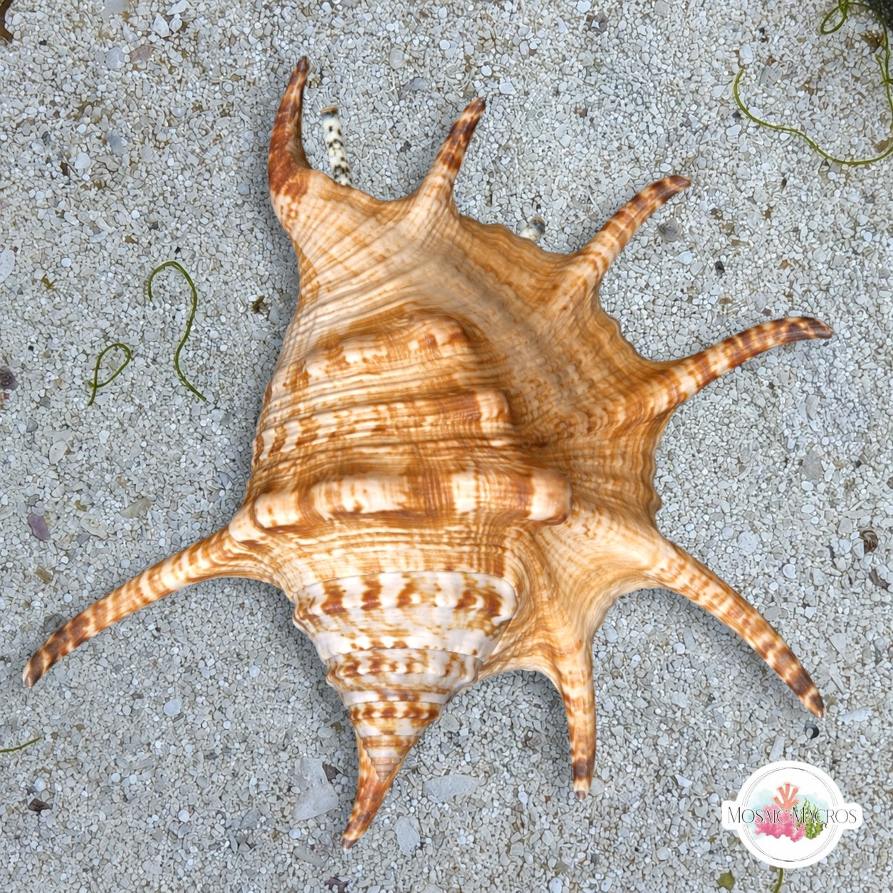 Spider Conch Snail | Lambis spp.