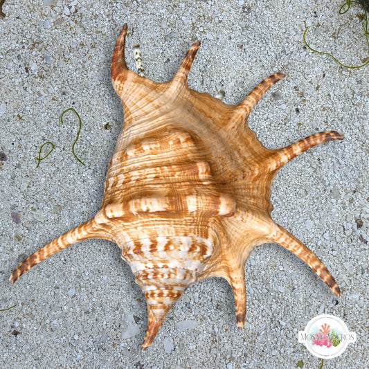 Spider Conch Snail | Lambis spp.