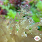 Gelatinous Bush Macroalgae | Unknown sp.