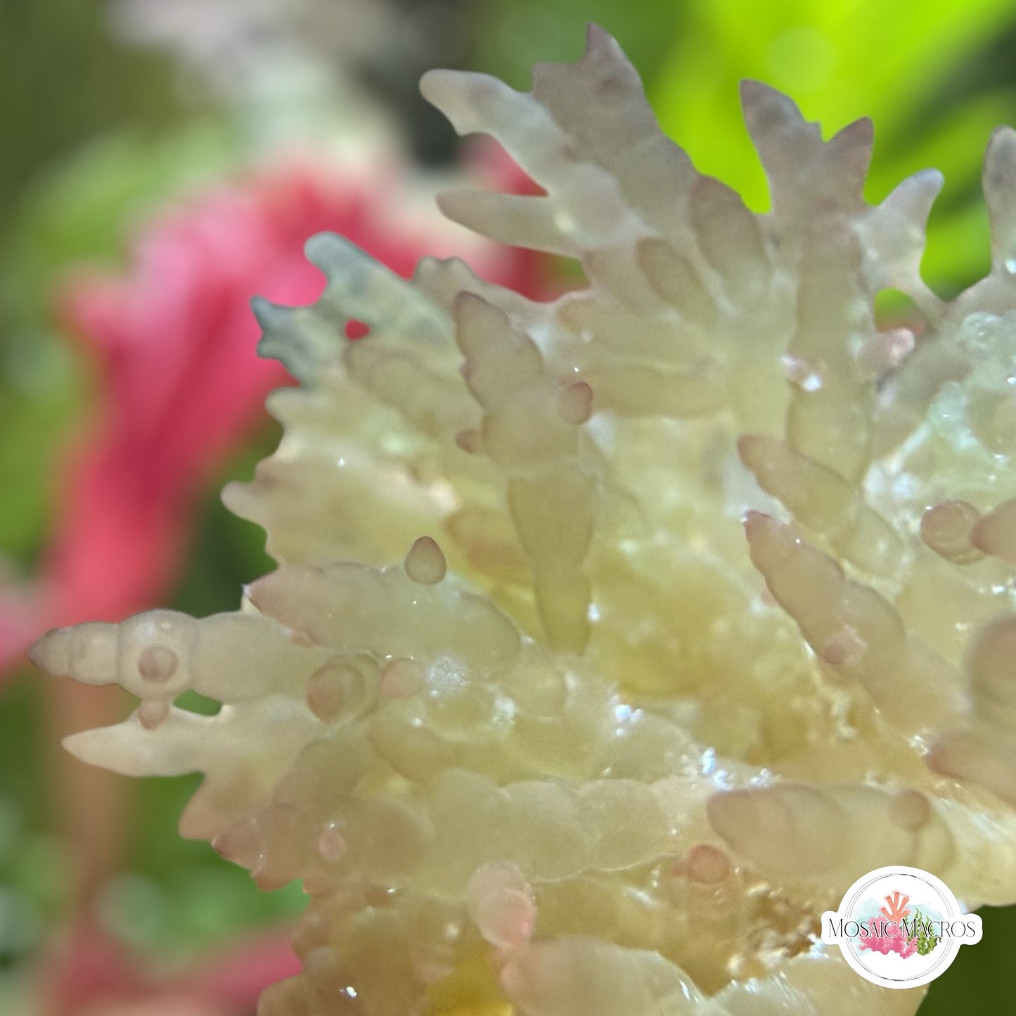 Gelatinous Bush Macroalgae | Unknown sp.
