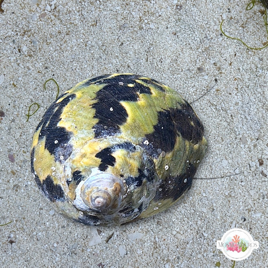 Zebra Top Snail | Cittarium pica