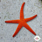 Orange Fromia Starfish | Fromia milleporella