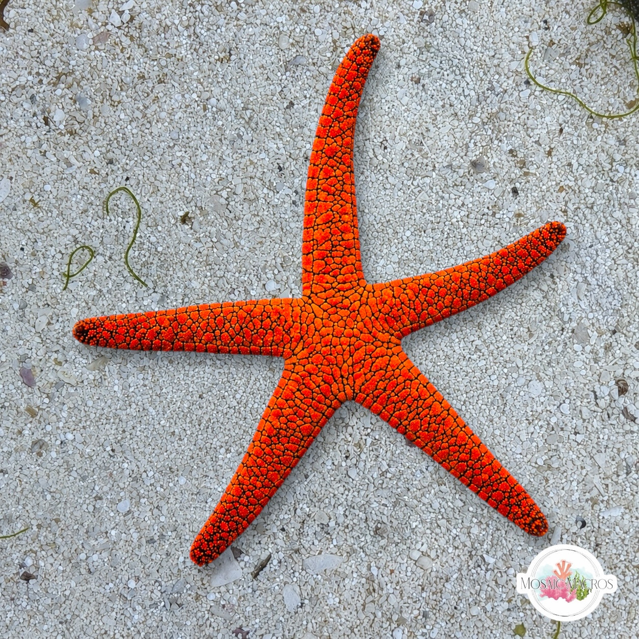Orange Fromia Starfish | Fromia milleporella