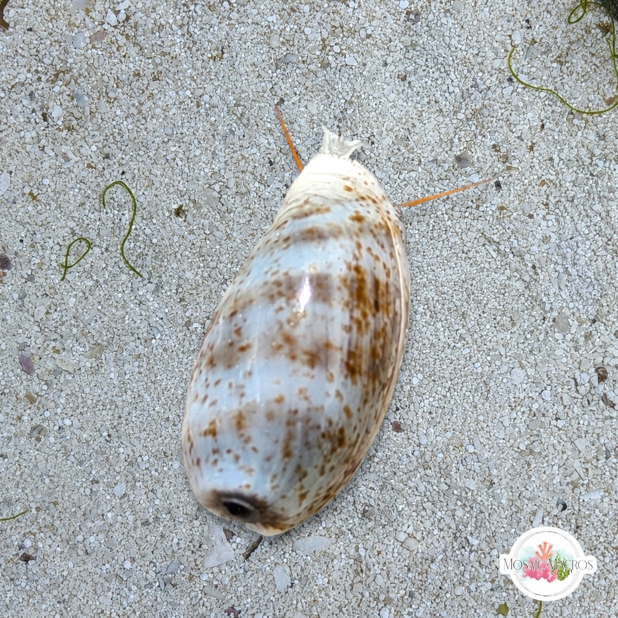Lister’s Cowrie Snail | Melicerona listeri