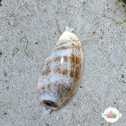 Lister’s Cowrie Snail | Melicerona listeri
