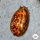 Atlantic Deer Cowrie Snail | Macrocypraea cervus