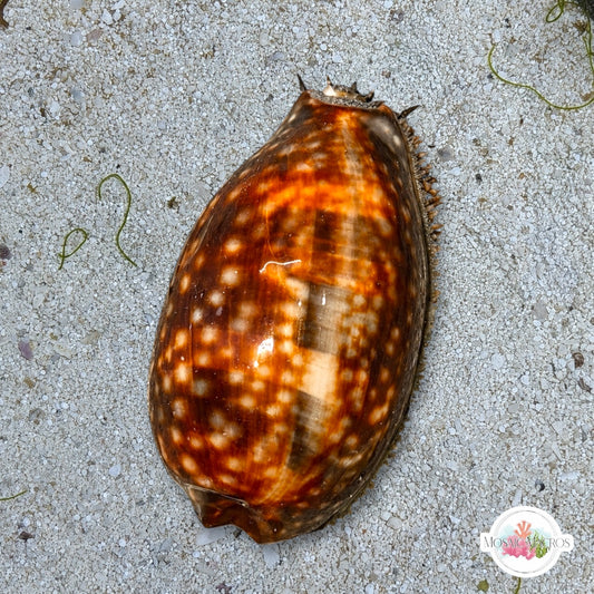 Atlantic Deer Cowrie Snail | Macrocypraea cervus
