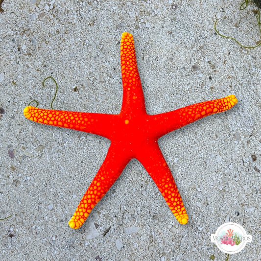 Pacific Yellow-Tip Starfish | Fromia pacifica