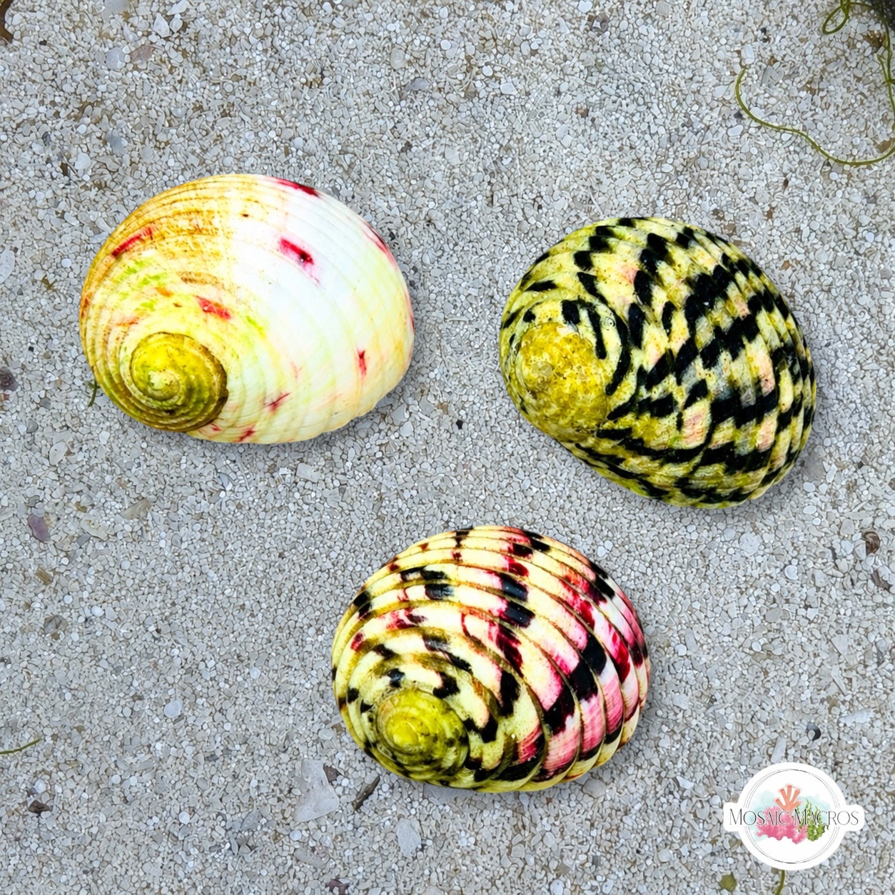 Bleeding Tooth/Checkered Nerite Snail | Nerita peloronta/tessellata