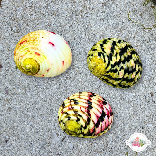 Bleeding Tooth/Checkered Nerite Snail | Nerita peloronta/tessellata