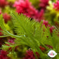 Hen Pen Macroalgae | Bryopsis plumosa