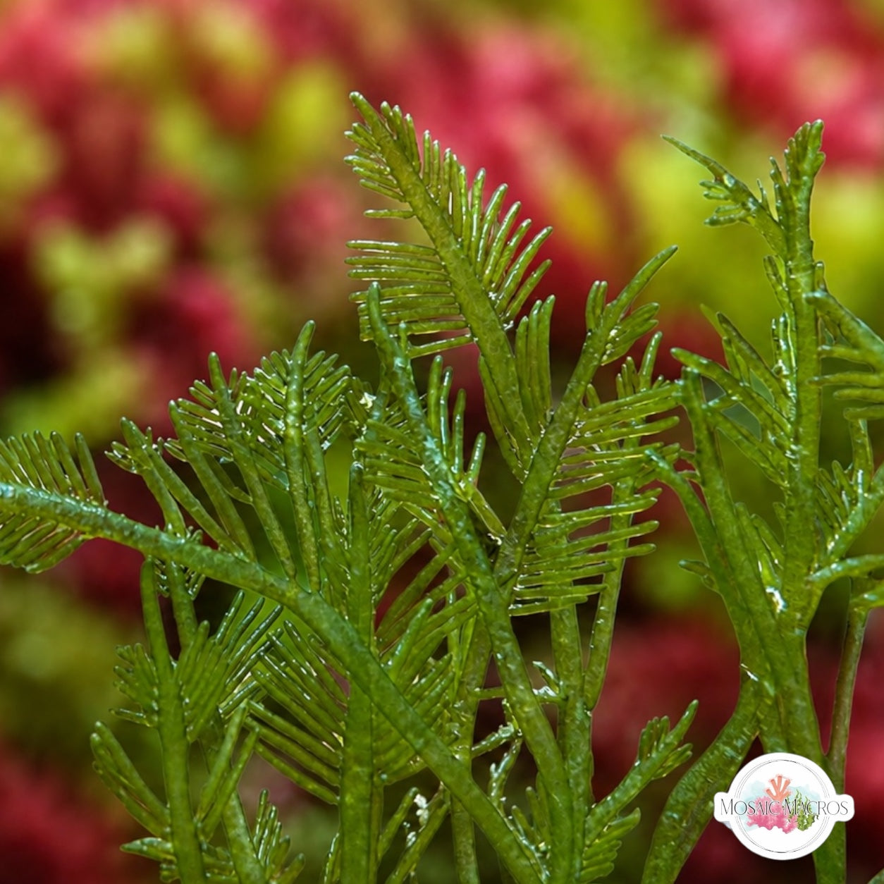 Hen Pen Macroalgae | Bryopsis plumosa