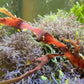 Rusty Ribbon Macroalgae | Unknown sp.