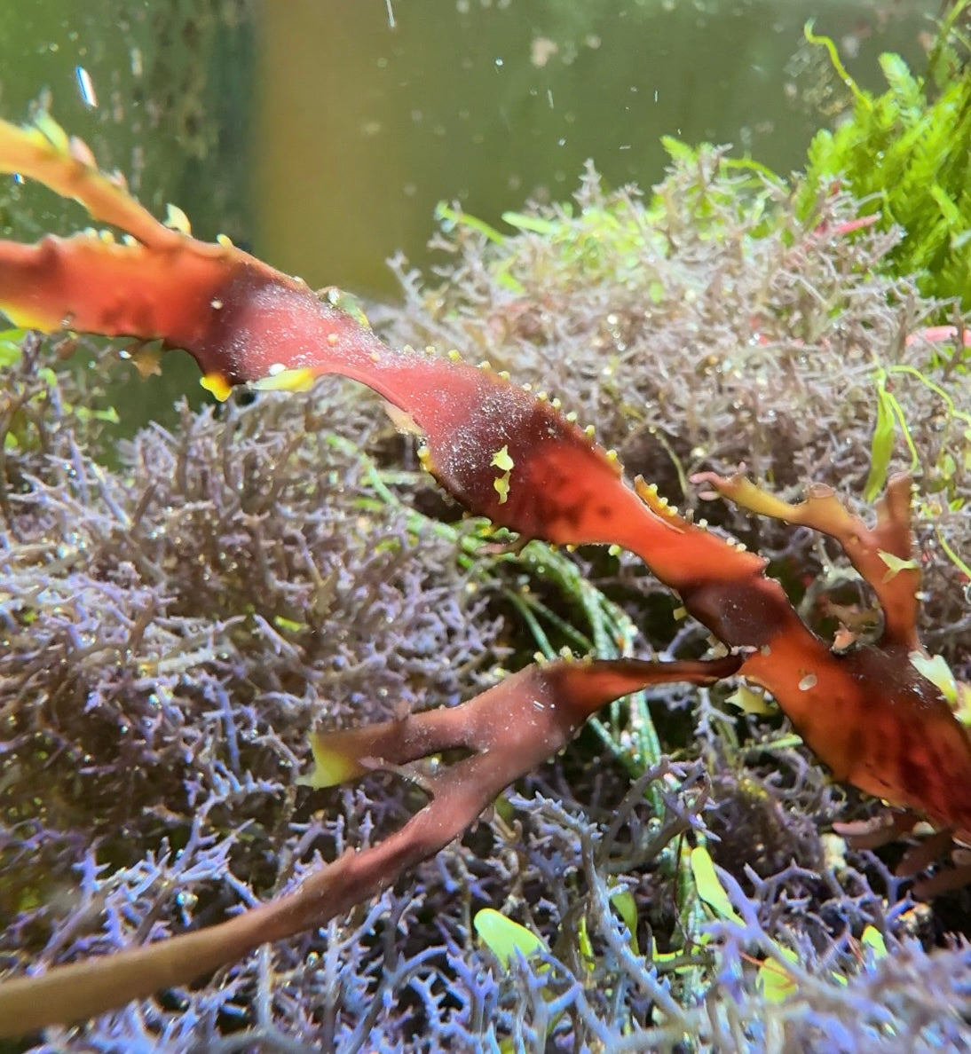 Rusty Ribbon Macroalgae | Unknown sp.