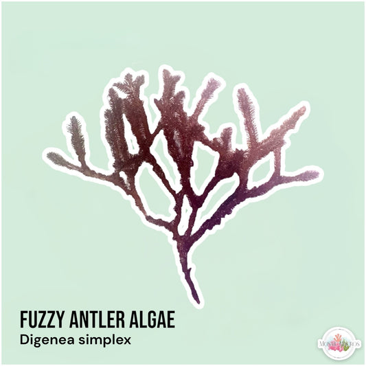 Fuzzy Antler Macroalgae | Digenea simplex