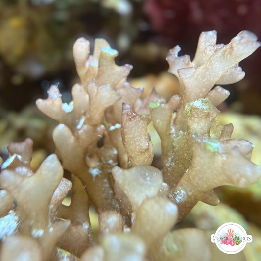 Cream Knobby Macroalgae | Gracilaria sp