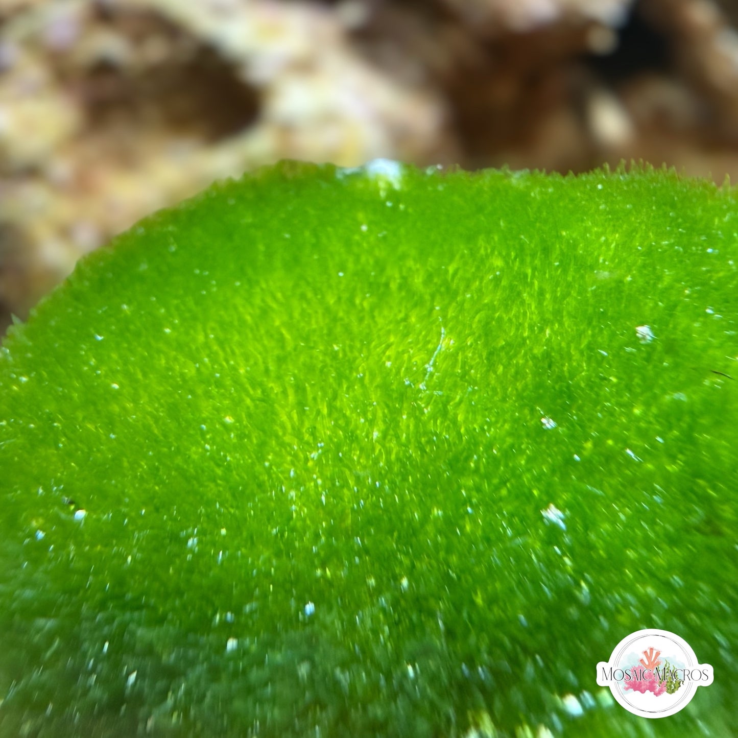 Pillow Moss Macroalgae | Chlorodesmis sp.