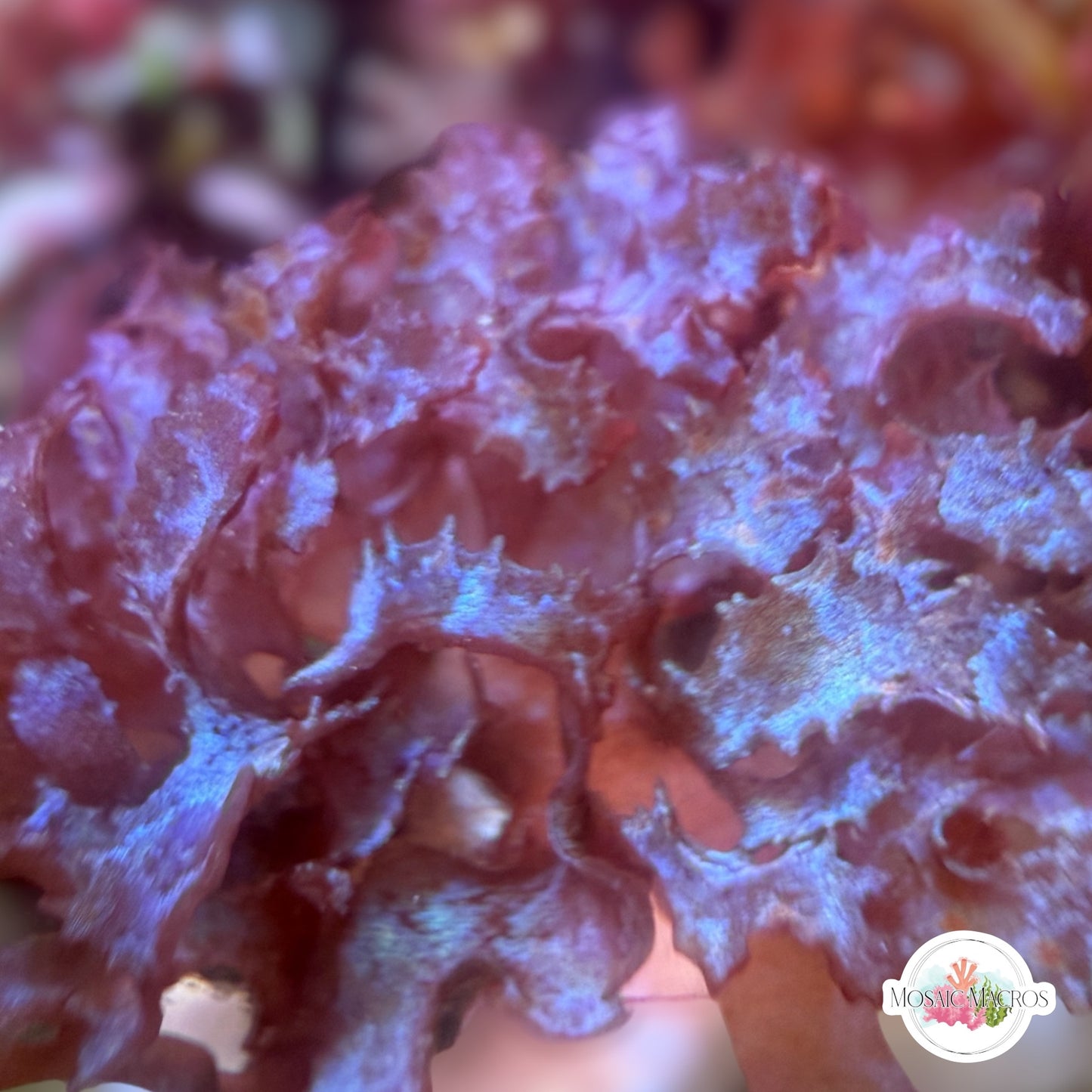 Iridescent Corkscrew Macroalgae | Unknown sp.