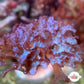 Iridescent Corkscrew Macroalgae | Unknown sp.