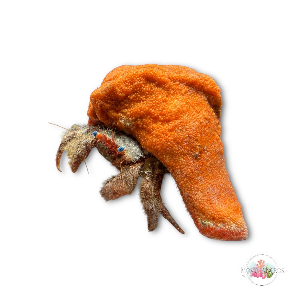 WYSWYG Orange Coralline Shell Blue Eyed Hermit Crab | Paguristes sericus