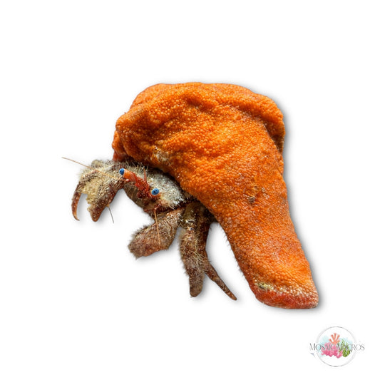 WYSWYG Orange Coralline Shell Blue Eyed Hermit Crab | Paguristes sericus