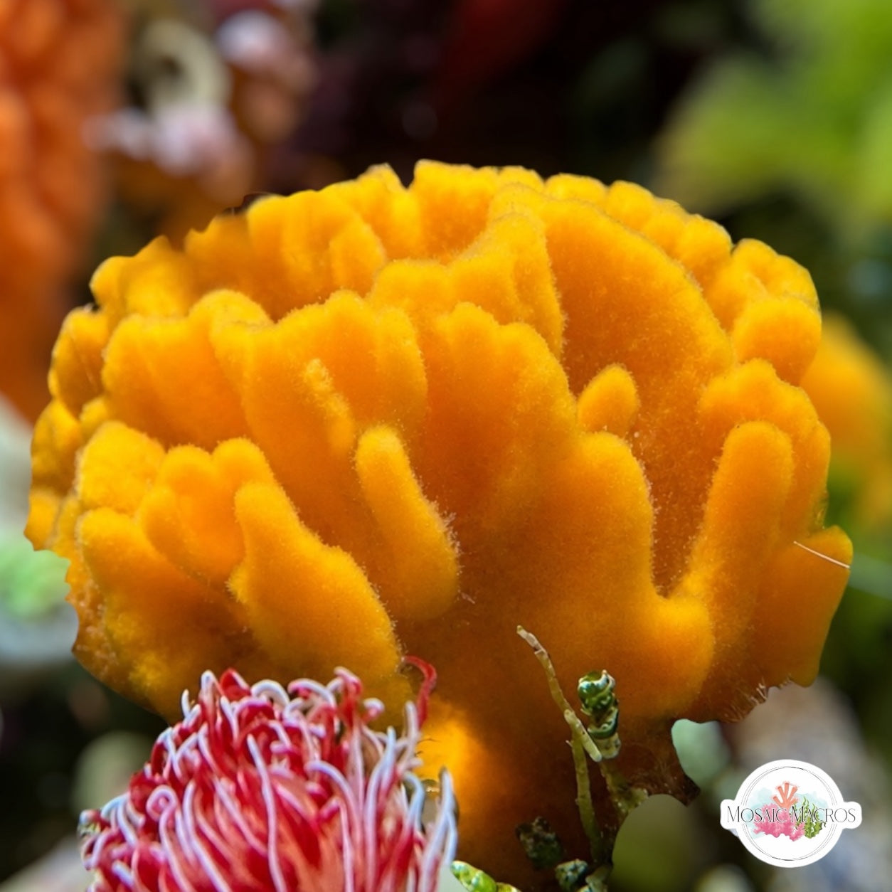 Yellow Beard Sponge | Clathria sp.