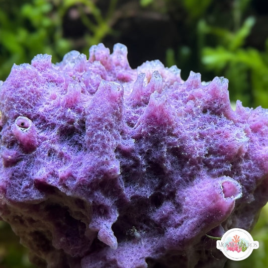 Blazing Blue Sponge | Unknown sp.