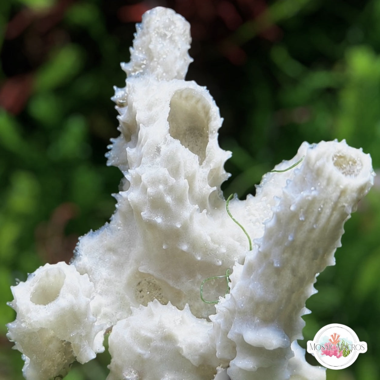 Ghastly Tube Sponge | Unknown sp.