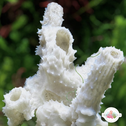 Ghastly Tube Sponge | Unknown sp.