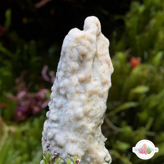 White Pillar Sponge | Unknown sp.
