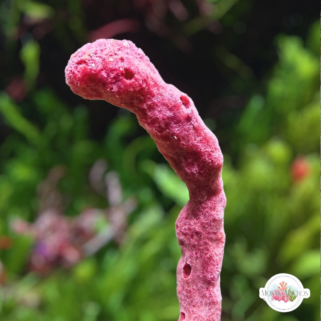 Strawberry Rope Sponge | Amphimedon nodosa