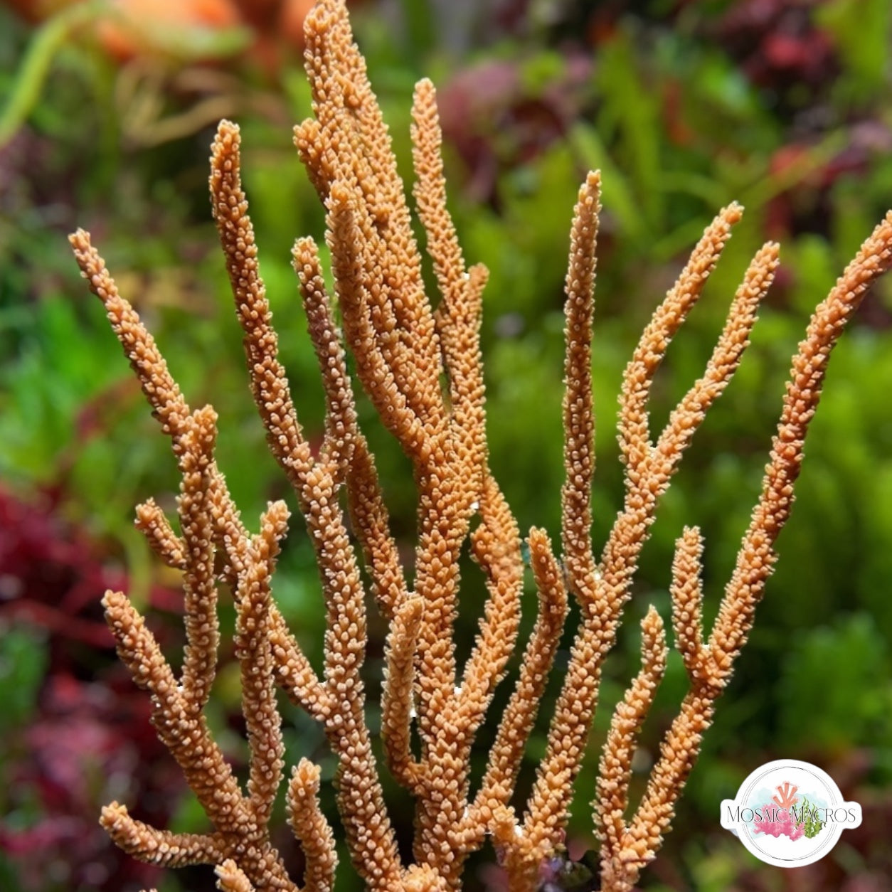 Orange Spiny Gorgonian | Muricea sp.