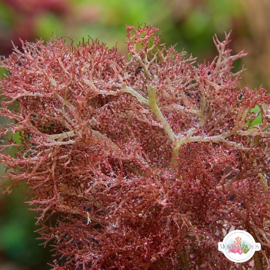 Crimson Tumbleweed Macroalgae | Gracilaria sp.