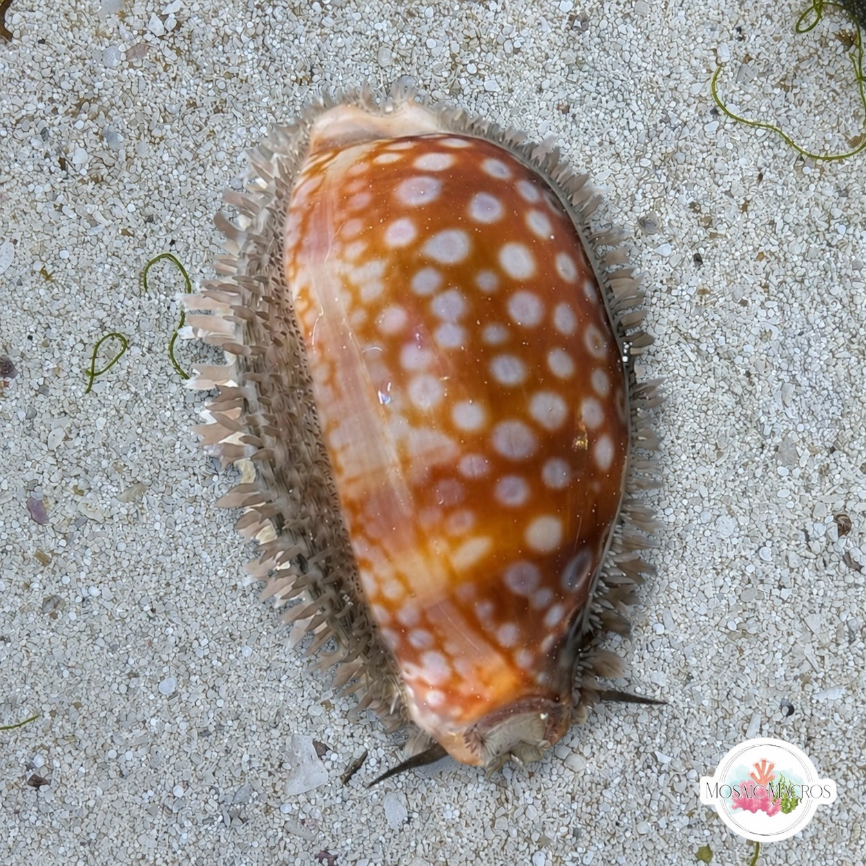 Measled Cowrie Snail | Macrocypraea zebra