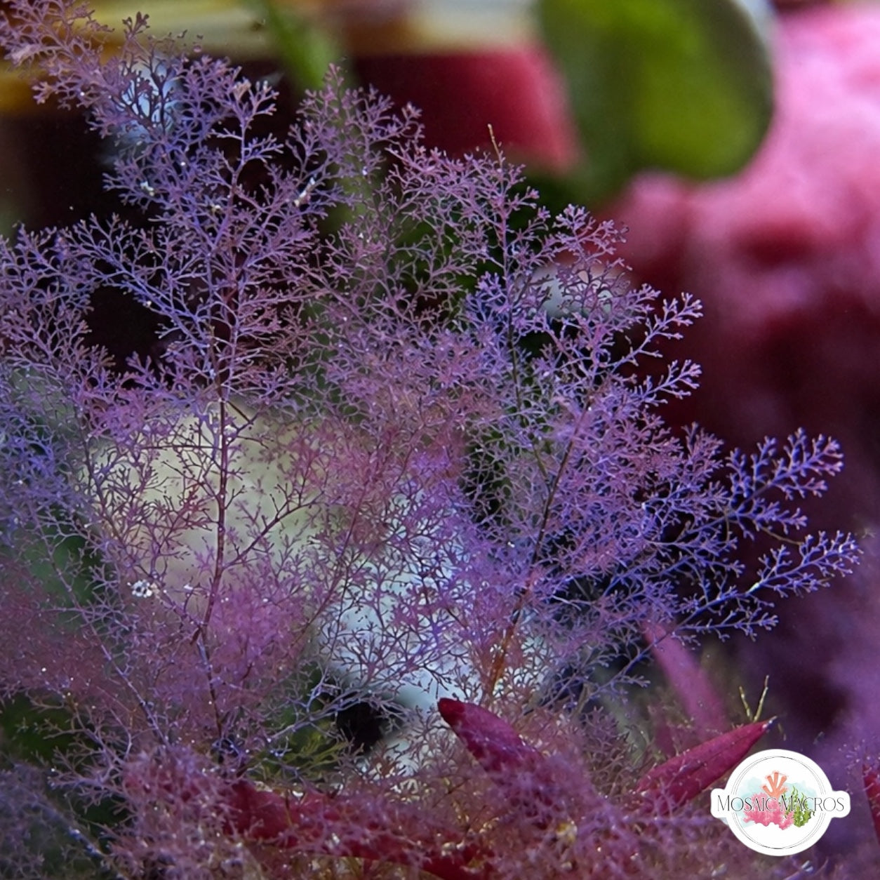 Iridescent Plume Macroalgae | Dasya sp.