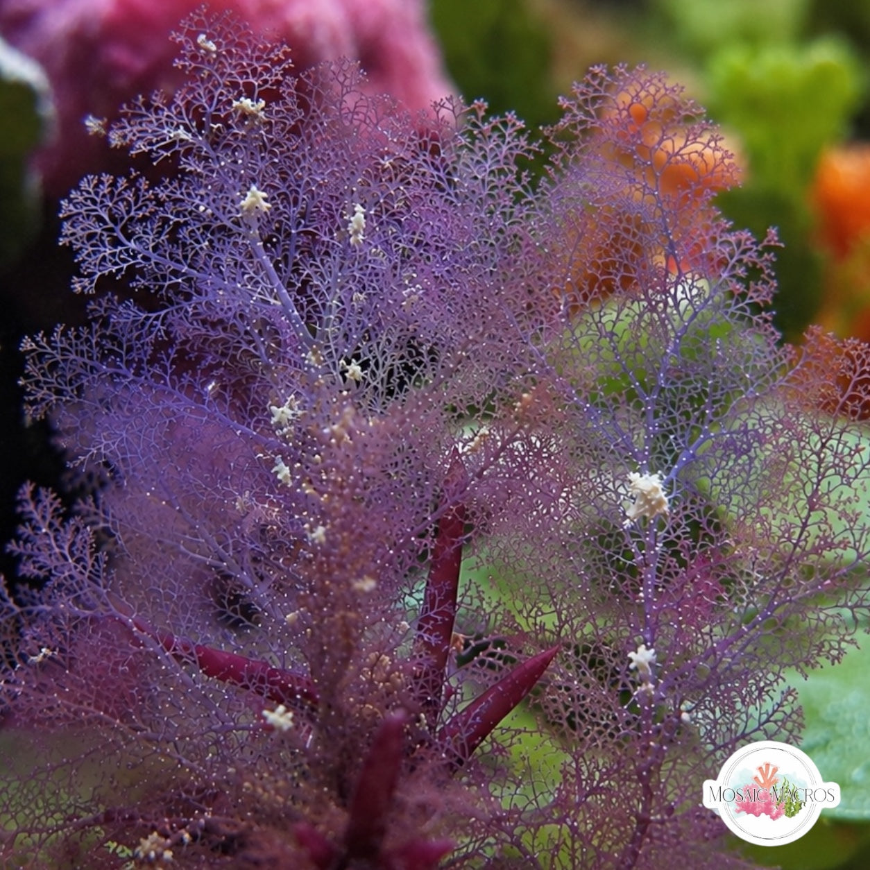 Iridescent Plume Macroalgae | Dasya sp.