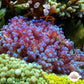 Color-Shifting Laurencia Macroalgae | Laurencia iridescens