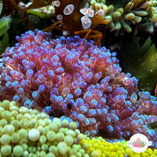 Color-Shifting Laurencia Macroalgae | Laurencia iridescens