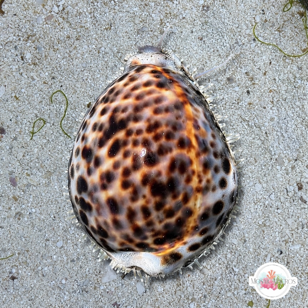 Tiger Cowrie Snail | Cypraea tigris