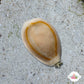 Money Cowrie Snail | Monetaria annulus