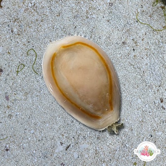 Money Cowrie Snail | Monetaria annulus
