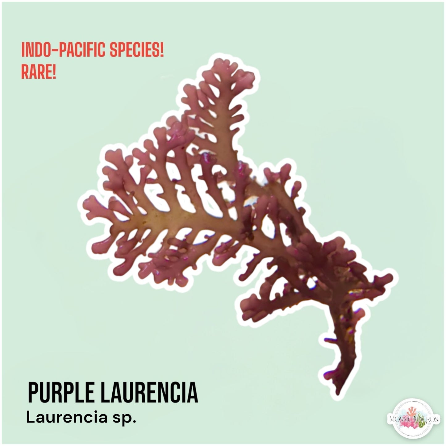 Flat Purple Laurencia Macroalgae| Laurencia sp.