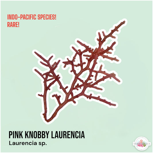 Pink Knobby Laurencia Macroalgae | Laurencia sp.